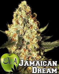 Jamaican dream